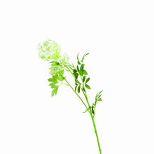 plasticunblossomedhydrangeastem