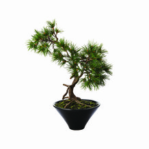 smallbonsaitree
