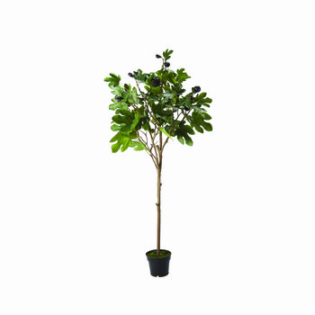 largefigtree